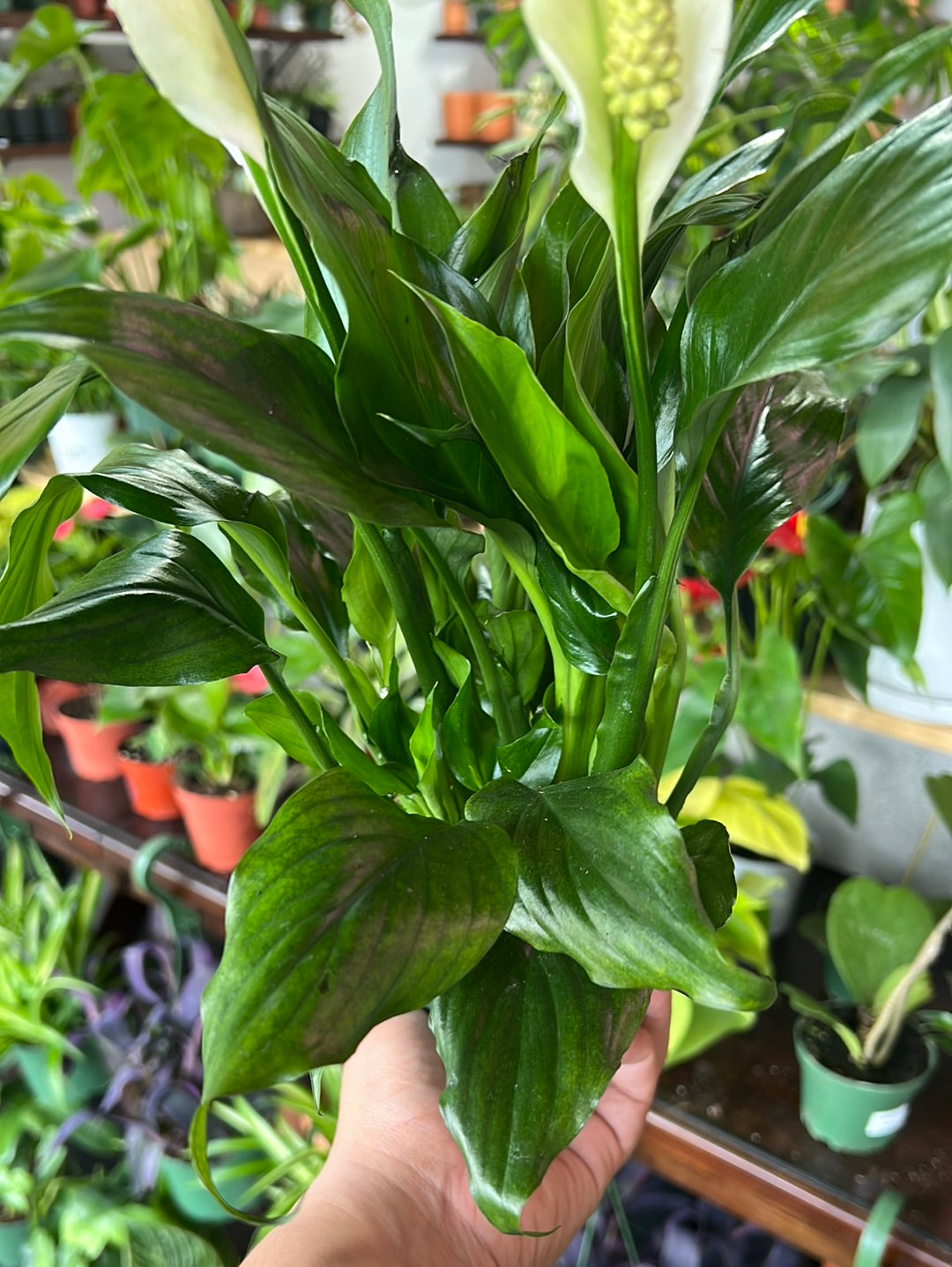Spathiphyllum ‘Peace Lily'