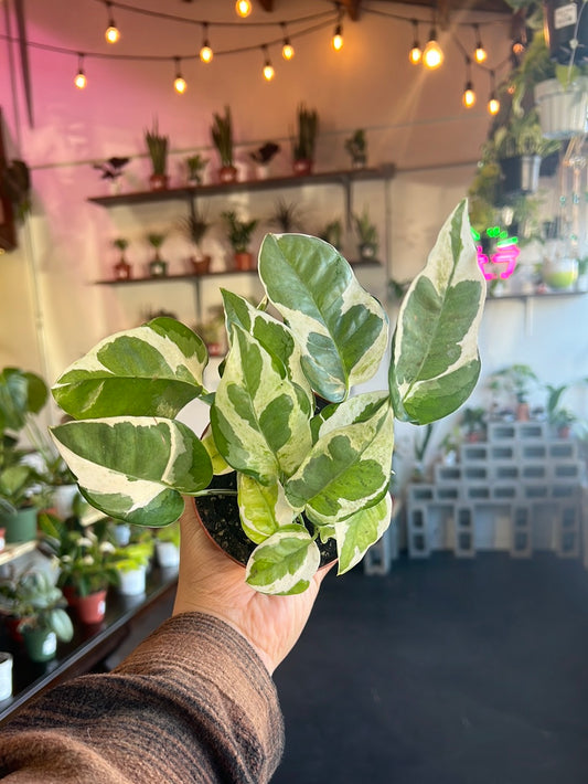 Pothos 'N' Joy
