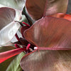 Philodendron ‘Erubescens’