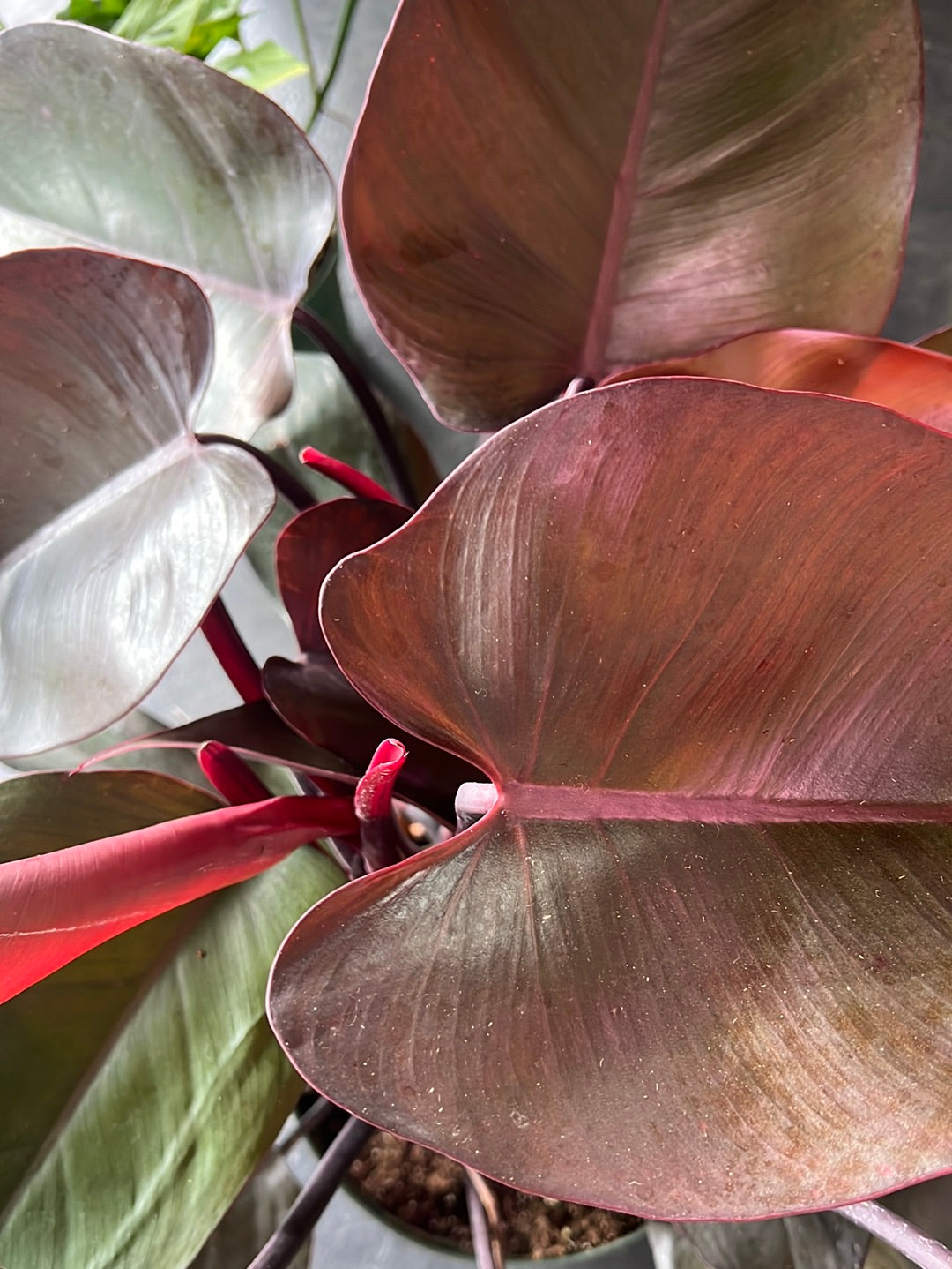 Philodendron ‘Erubescens’