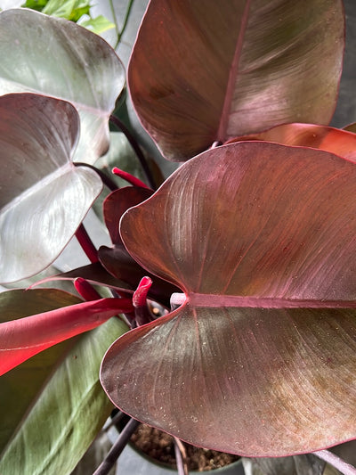 Philodendron ‘Erubescens’