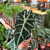 Alocasia Polly 'African Mask'