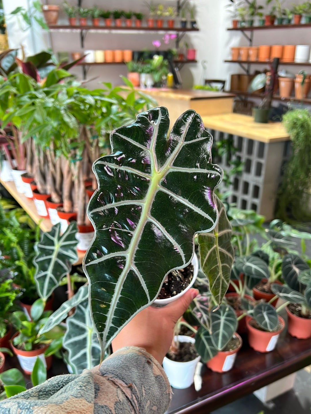 Alocasia Polly 'African Mask'