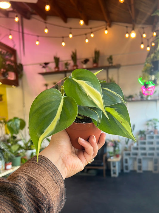 Philodendron 'Brazil'
