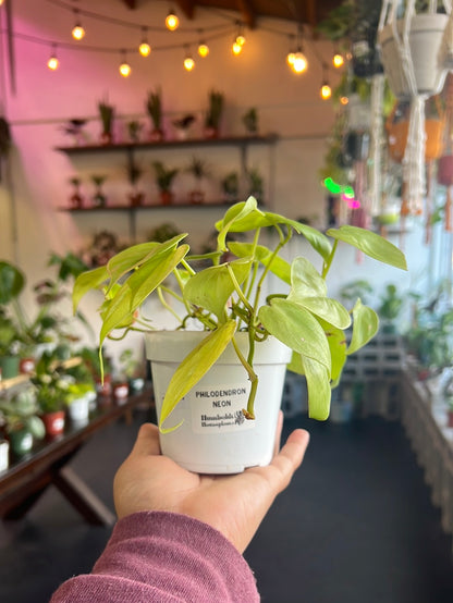 Philodendron Neon