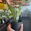 Snake Plant Moonshine