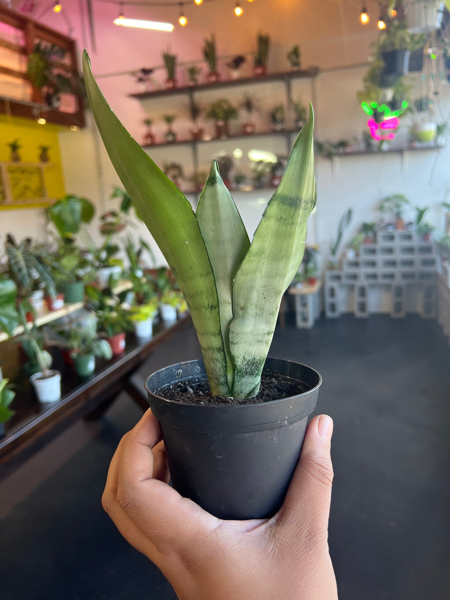 Snake Plant Moonshine