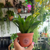Dracaena ‘Janet Craig’