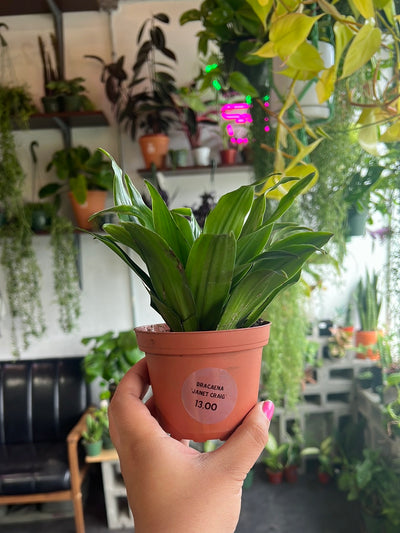 Dracaena ‘Janet Craig’