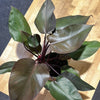 Philodendron Eurbense Maroon