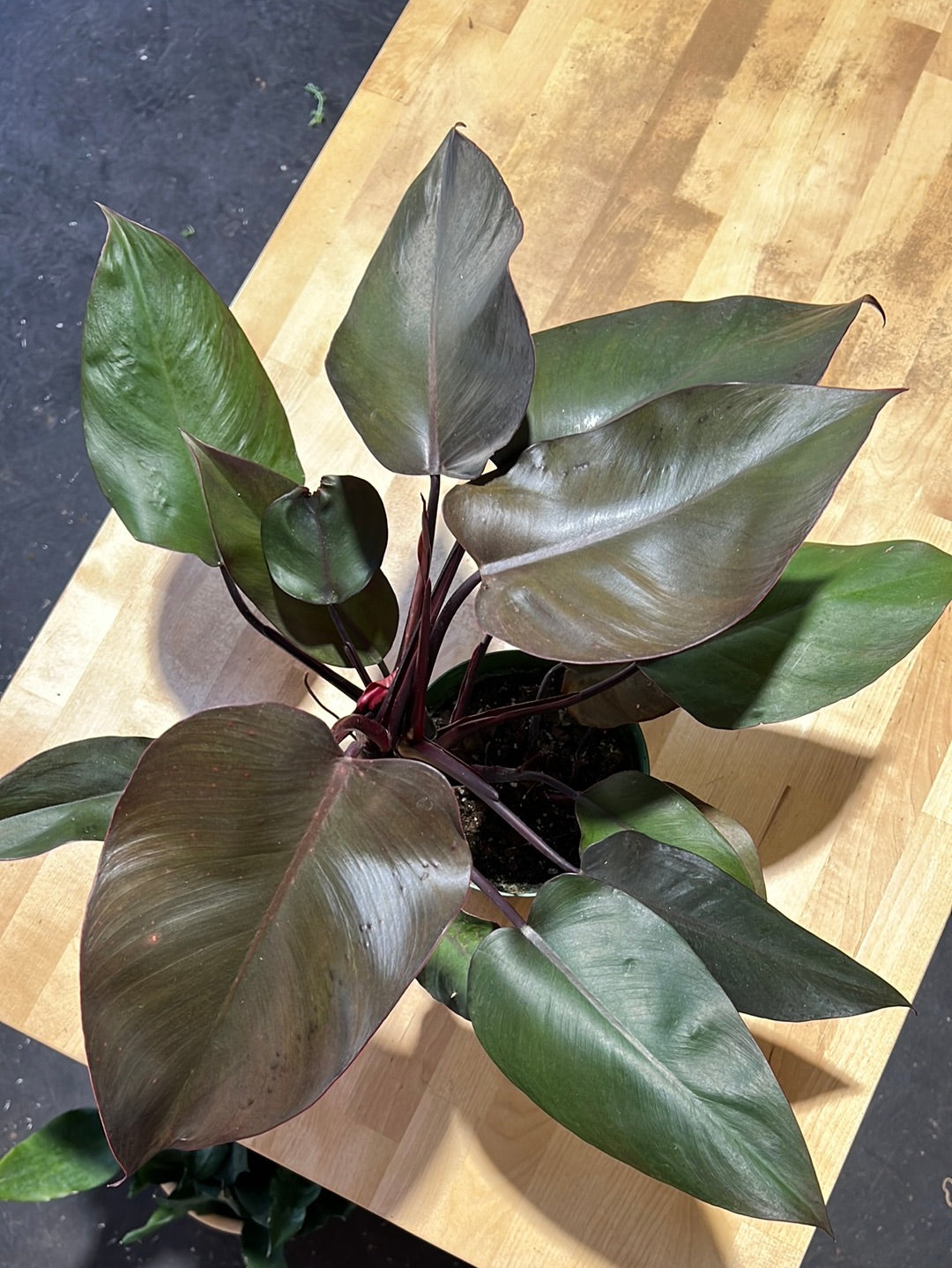 Philodendron Eurbense Maroon