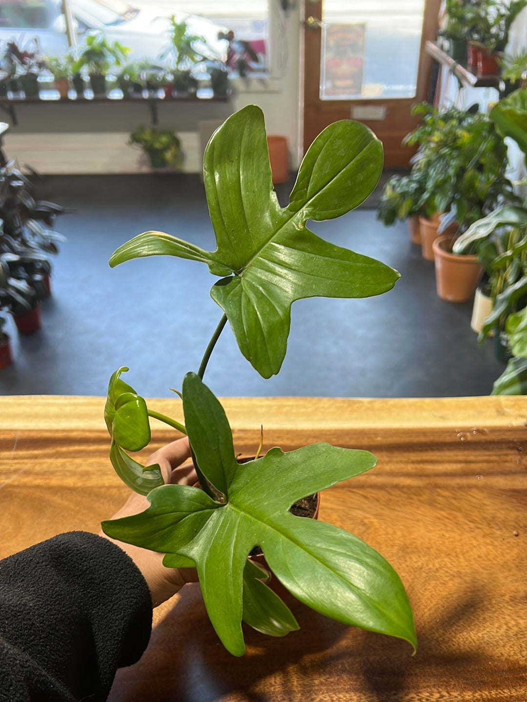 Philodendron 'Pedatum'