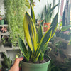 Sansevieria 'Gold Flame'