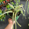 Rat Tail Cactus