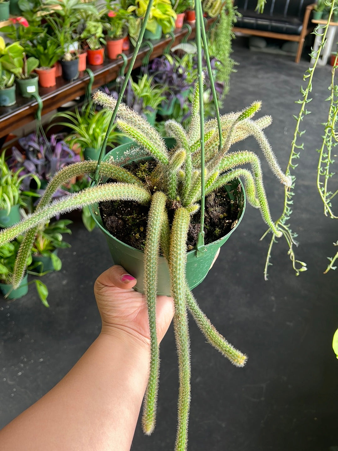 Rat Tail Cactus