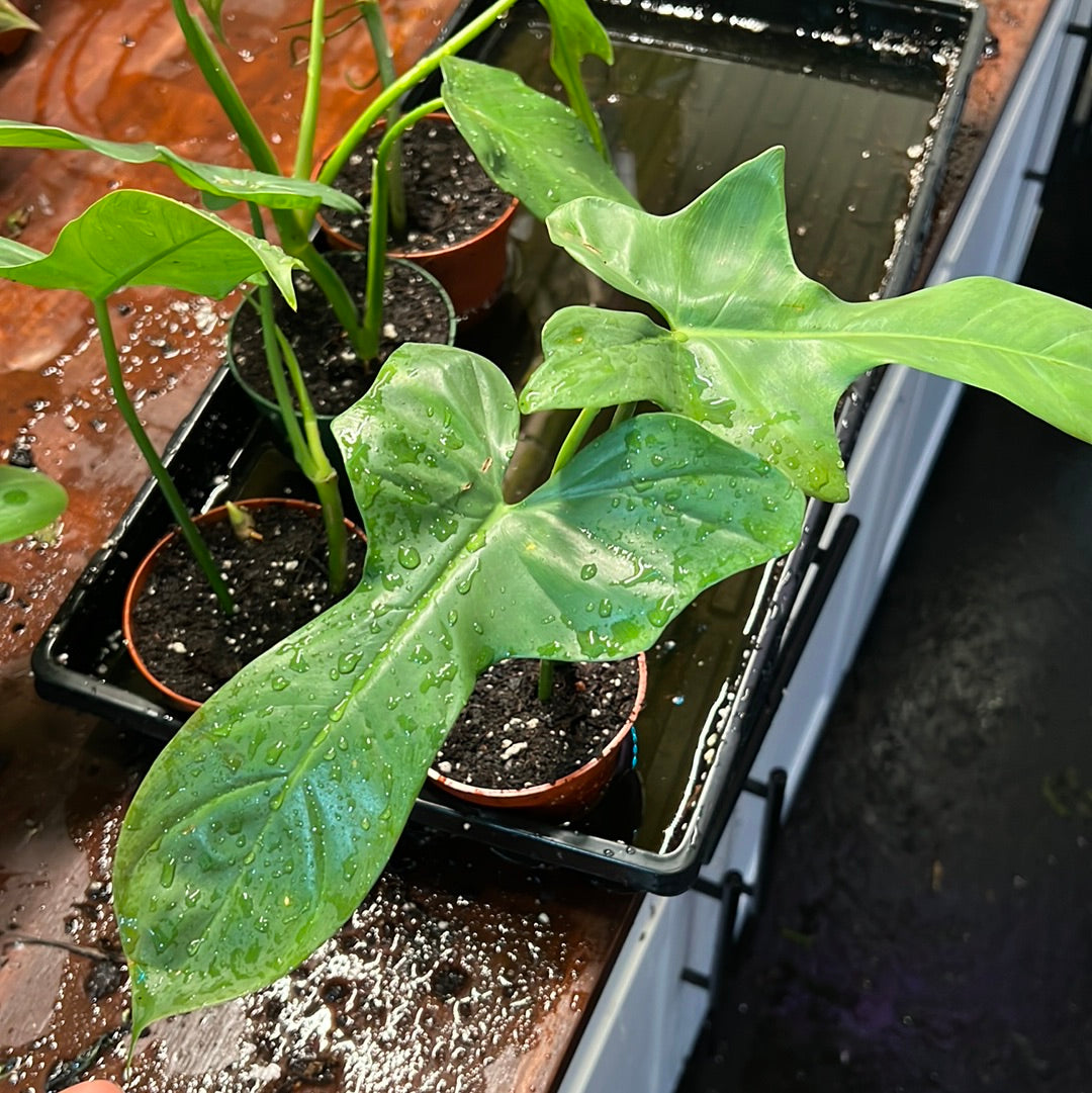 Philodendron 'Horsehead'