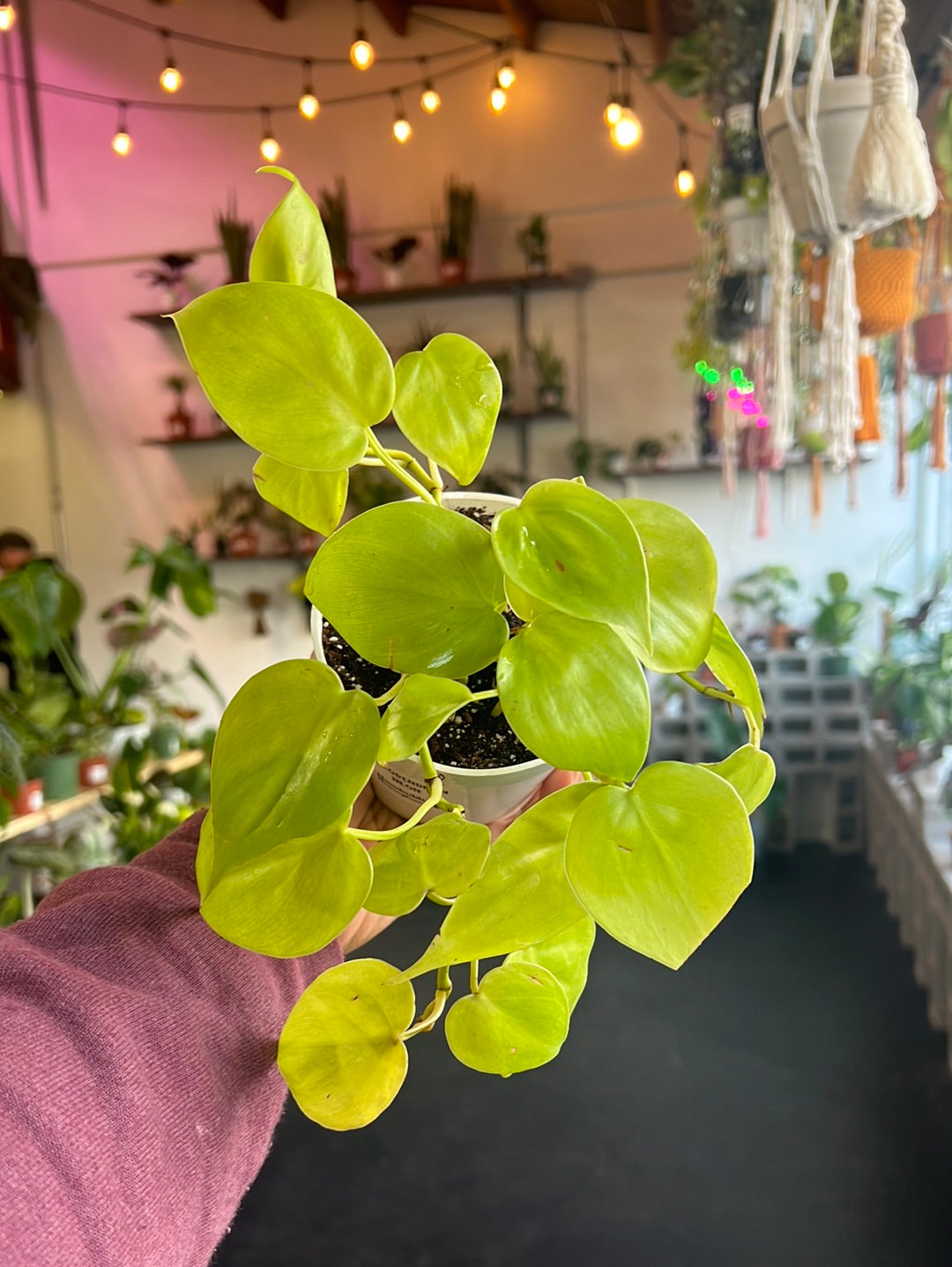 Philodendron Neon