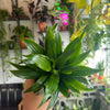 Dracaena ‘Janet Craig’