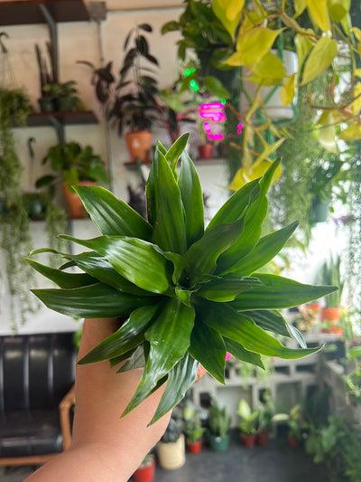 Dracaena ‘Janet Craig’